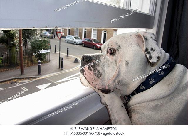 Domestic Dog, Old Tyme Bulldog, adult, close-up of head, looking out through open window in city apartment, London, England, september
