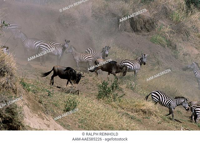 Common Zebra and Wildebeest on Banks of Talic River, Mara GR, Kenya