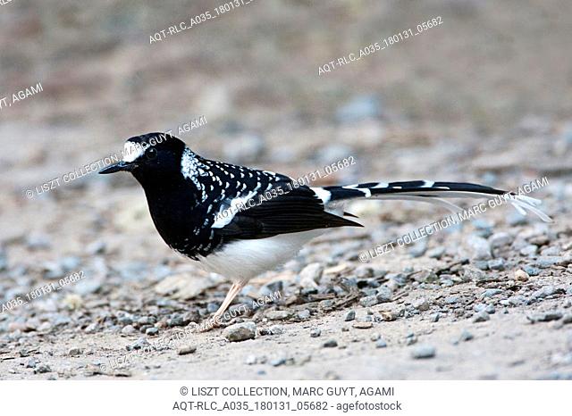 Spotted Forktail, Enicurus maculatus
