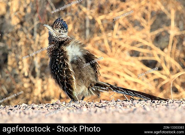 Roadrunner Bosque del Apache wildlife refuge in New Mexico, USA