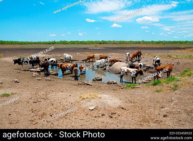 waterhole, cattle herd