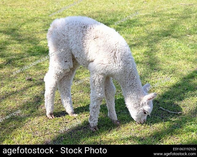 Baby alpaca standing in a field, selective focus