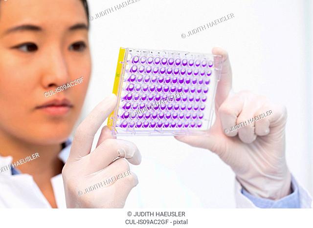 Close up of female scientist examining samples in microtiter plate with crystal violet solution