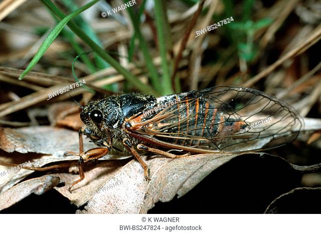 New Forest cicada Cicadetta montana, sitting, Germany