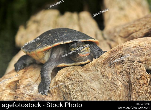 Indomalayan leaf turtle (Cyclemys dentata), adult, resting on rocks, captive, Southeast Asia