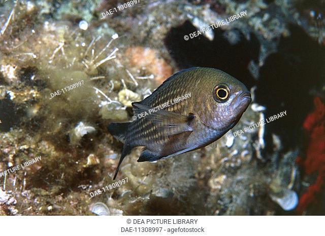 Zoology - Fishes - Damselfish (Chromis chromis) underwater