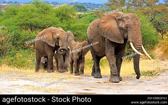 Elefantenherde in Tarangire Nationalpark in Tansania