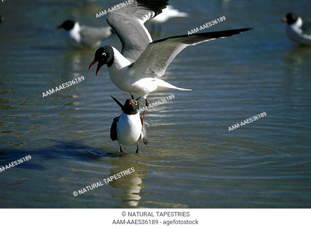 Laughing Gull (Larus atricilla) courting Port Aransas, TX