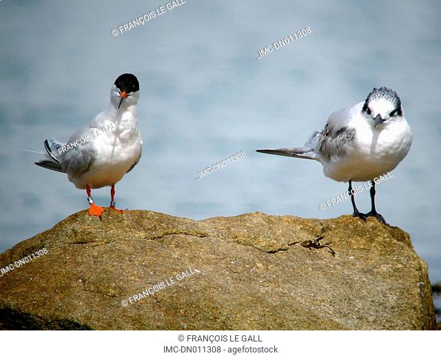 Roseate tern and sandwich tern