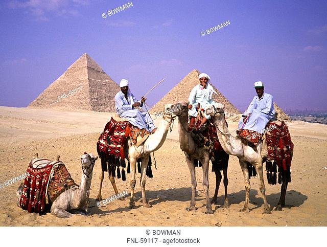 Three men riding camels, Giza Pyramids, Egypt, Africa