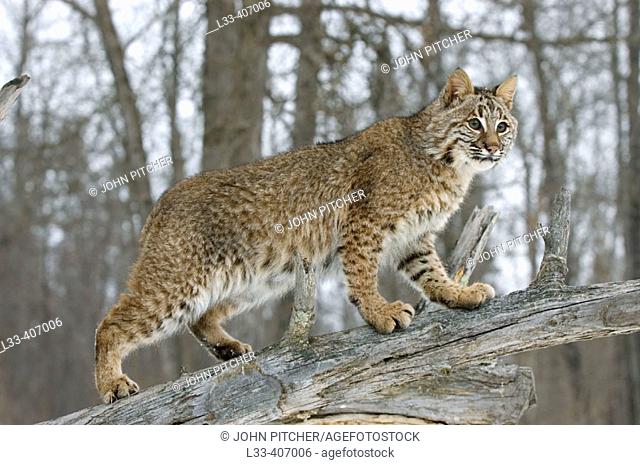 Bobcat (Lynx rufus)exploring territory in Northern Minnesota, U.S.A