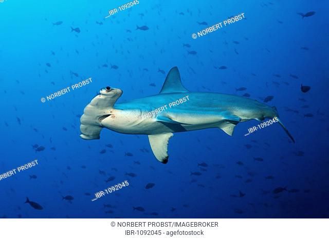 Scalloped Hammerhead Shark (Sphyrna lewini) swimming in blue water with fish, Cocos Island, Costa Rica, Middle America, Pacific Ocean