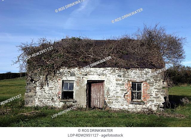 Republic of Ireland, County Louth, Dundalk. Derelict cottage, typical of homesteads abandoned during the Great Famine in the 19th Century
