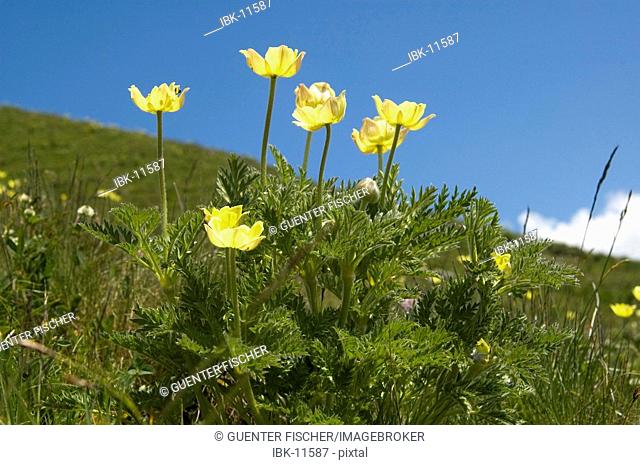 Alpine Pasque Flower, Pulsatilla alpina subsp. apiifolia, Valais, Switzerland