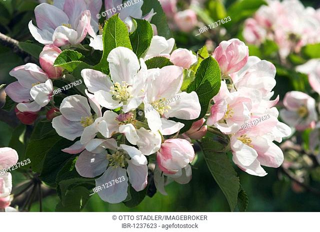 Apple blossom, Scena, Merano country, Trentino, Alto Adige, Italy, Europe