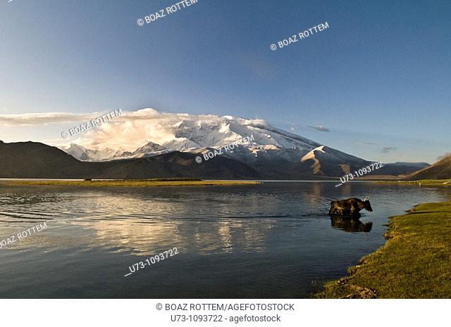 A Yak walking inside Karakul lake with Muztagh Ata peak in the background