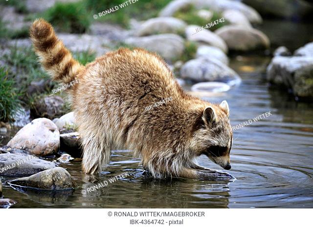 Raccoon (Procyon lotor) in water, captive, Germany