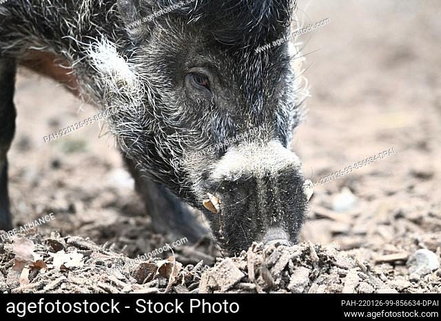 25 January 2022, Rhineland-Palatinate, Landau in der Pfalz: Breeding boar Cebu snouts for food in his enclosure at Landau Zoo in the Palatinate