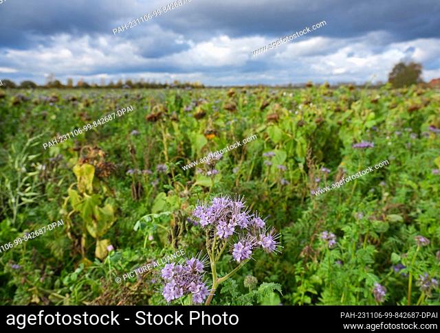 06 November 2023, Brandenburg, Oranienburg: Large rain clouds drift in the sky over a field of sunflowers and purple blooming phacelia