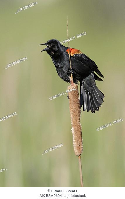 Adult male Red-winged Blackbird (Agelaius phoeniceus) Lac Le Jeune, British Columbia