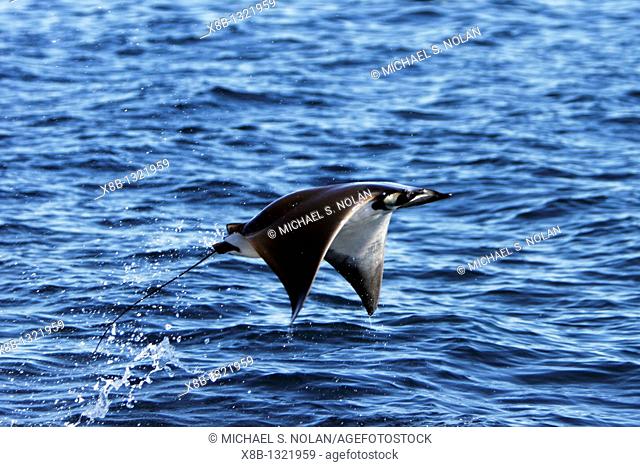 Adult Spinetail Mobula Mobula japanica leaping out of the water in the upper Gulf of California Sea of Cortez, Mexico  Note the long whip-like tail longer than...