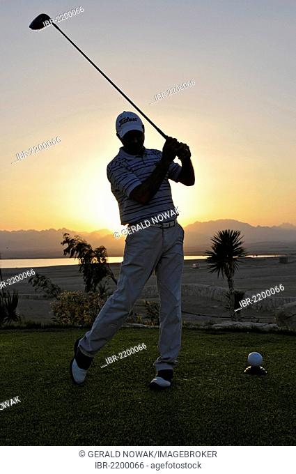 Golfer teeing off at sunset, Soma Bay, Red Sea, Egypt, Africa