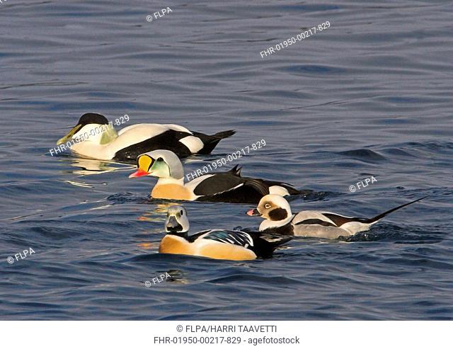 Common Eider Somateria mollissima, King Eider, Long-tailed Duck and Steller's Eider, adult males, swimming, Varanger, Norway, march