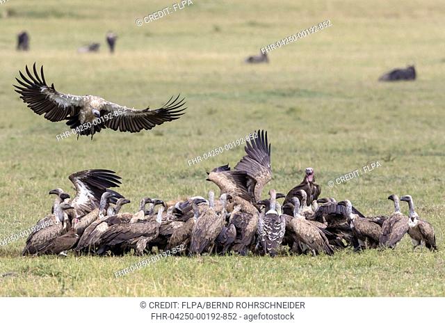 White-backed Vulture (Gyps africanus), Ruppell's Vulture (Gyps rueppellii), Lappet-faced Vulture (Torgos tracheliotus) and Hooded Vulture (Necrosyrtes monachus)...