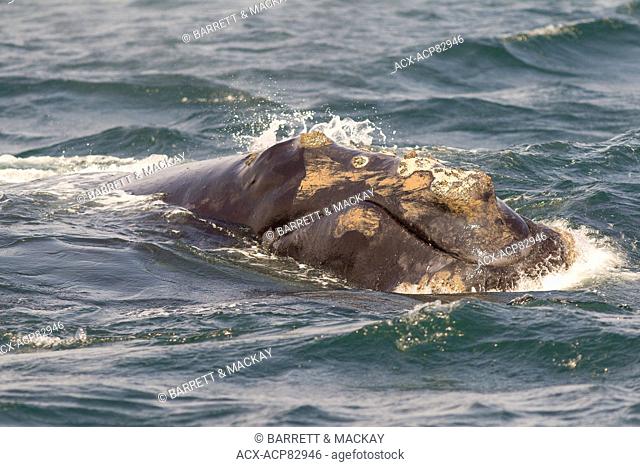 North Atlantic Right Whale Rostrum, (Eubalaena glacialis), off Grand Manan Island, Bay of Fundy, New Brunswick, Canada