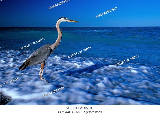 Great Blue Heron in Surf on Beach with incoming Tide, Captiva Island, Florida Gulf of Mexico