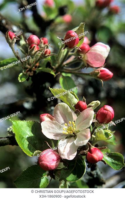 fleurs de pommier, Eaux-Puiseaux, Pays d'Othe, Aube, region Champagne-Ardenne, France, Europe//apple tree blossoms, Eaux-Puiseaux, Pays d'Othe, Aube department