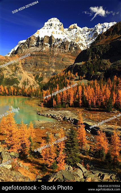 Mt Huber Towers Over the Gloden Larch and Moor Lake of Opabin Plateau in the Lake Ohara Region on Yoho National Park in Brittish Columbia Cananda