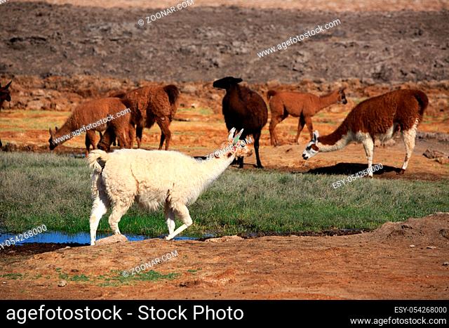 Lama beim Trinken in einer Oase der Atacama Wüste in Chile