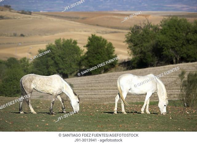 Two horses grazing in meadow. Paracuellos del Jarama, Madrid province, Spain