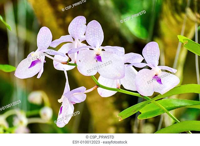 White Orchid, Vanda hybrids in garden