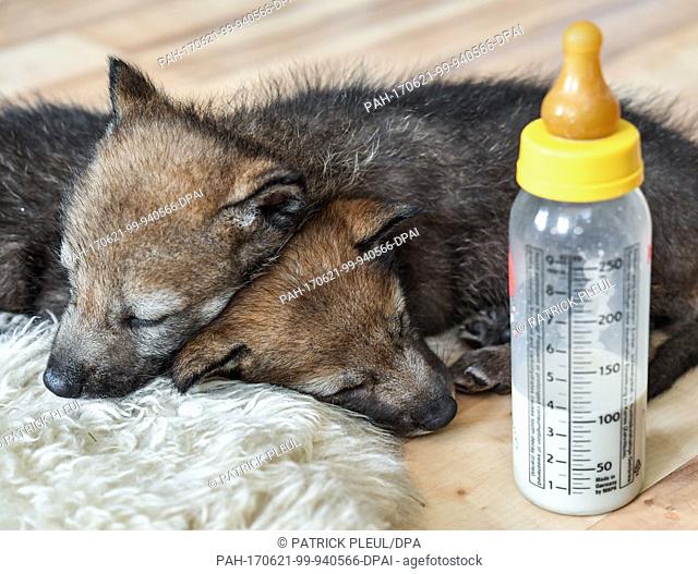 Two 24-day old wolf puppies sleep together on a sheepskin rug next to a baby bottle in the bedroom of Imke Heyter, director of the Schorfheide Wildlife Park in...