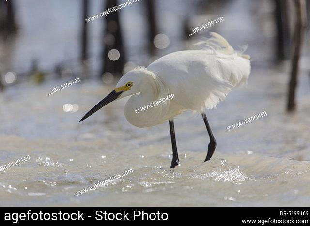 Snowy egret (Egretta thula), Florida