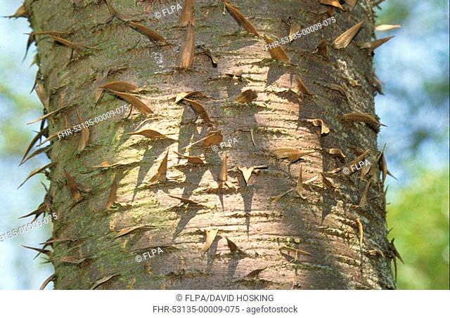 Monkey Puzzle Tree Araucaria araucana Close-up of bark