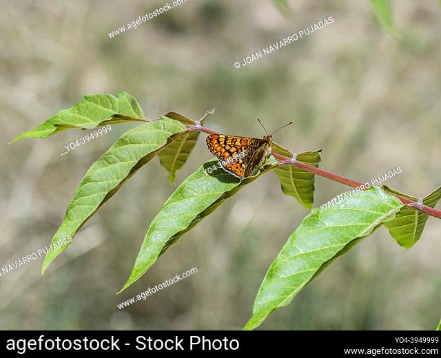Euphydryas aurinia, Nymphalidae, Nymphalinae, brocat variable, ondas rojas europea, marsh fritillary