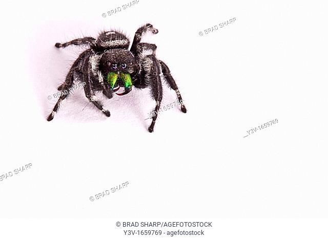 Daring Jumping Spider, aka Bold Jumping Spider (Phidippus audax) on white background
