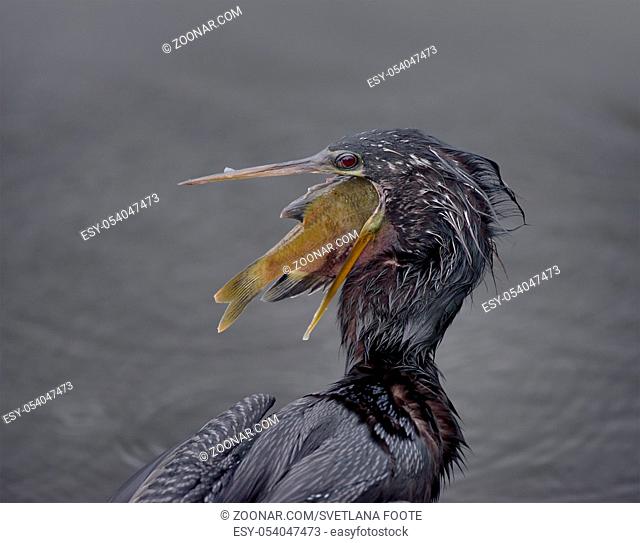 Anhinga downing a Large Fish in Florida wetlands