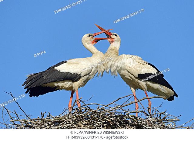 White Stork (Ciconia ciconia) adult pair, displaying at nest, Biebrza N.P., Podlaskie Voivodeship, Poland, May