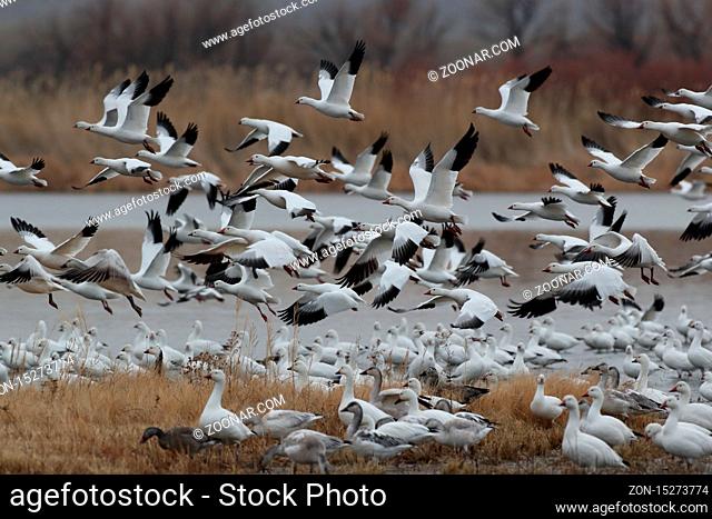 Snow geese Bosque del Apache, New Mexico USA