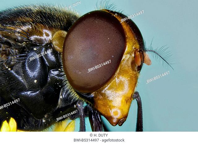 Hover-fly (Volucella pellucens), component eye, Germany