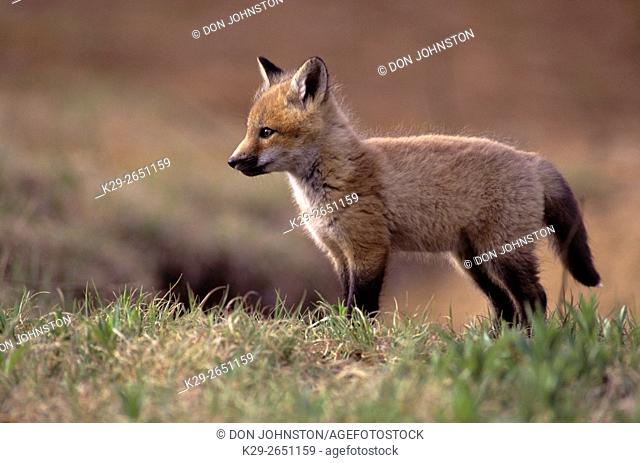 Red fox (Vulpes vulpes) Kit near den, Killarney Provincial Park, Ontario, Canada