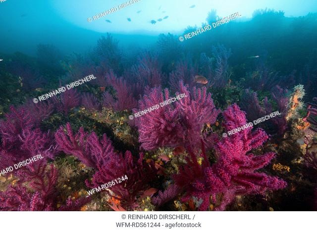 Reef with variable Gorgonians, Paramuricea clavata, Cap de Creus, Costa Brava, Spain