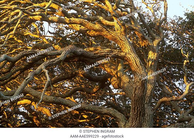 Southern Live Oak Canopy, near windy Coast (Quercus virginiana), Aransas NWR, Texas
