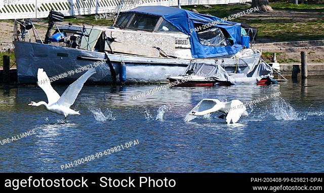 07 April 2020, Berlin: Two swans take off from the water and splash water into the air. At the Landwehr Canal there are many people who cannot go on holiday on...