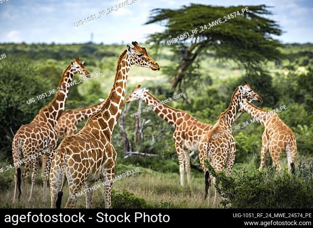 Reticulated Giraffe (Giraffa camelopardalis reticulata) at Sosian Ranch, Laikipia County, Kenya