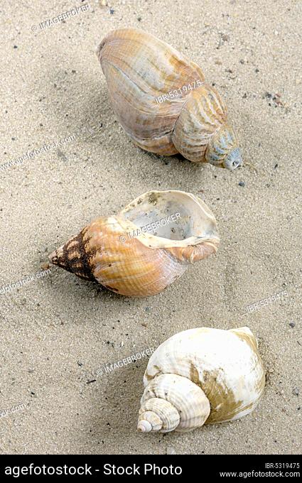 Common whelks (Buccinum undatum), snail shells, snail shell, detachable, Netherlands